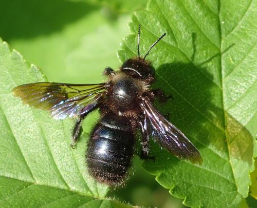Xylocopa iris
